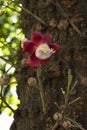 Couroupita guianensis - Details - flowers and exotic fruits