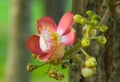 Couroupita guianensis flower Royalty Free Stock Photo