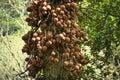 Couroupita guianensis known as cannonball tree Royalty Free Stock Photo