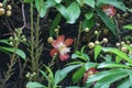 Couroupita guianensis, known by a variety of common . Royalty Free Stock Photo