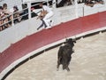 Course camarguaise - the French version of bullfighting