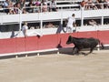 Course camarguaise - the French version of bullfighting