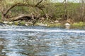 course of the foam river, on the shore there is an old inclined dry tree and large stones, shrubs and green grass grow