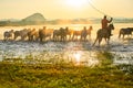 The coursers and herd Royalty Free Stock Photo