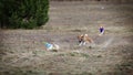 Coursing. Basenji dog catches lure Royalty Free Stock Photo