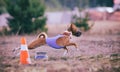 Coursing. Basenji dog pursues the lure. Royalty Free Stock Photo