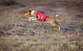 Coursing. Basenji dog pursues the lure. Royalty Free Stock Photo