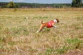 Coursing. Basenji dog in a red t-shirt running across the field Royalty Free Stock Photo