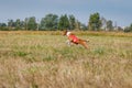 Coursing. Basenji dog running across the field Royalty Free Stock Photo