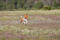 Coursing. Basenji dog running in the field Royalty Free Stock Photo