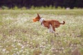 Coursing. Basenji dog running in the field Royalty Free Stock Photo