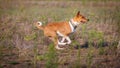 Coursing. Basenji dog running on the field Royalty Free Stock Photo