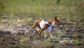 Coursing. Basenji dog running on the field Royalty Free Stock Photo