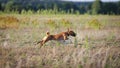 Coursing. Basenji dog running on the field Royalty Free Stock Photo