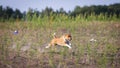 Coursing. Basenji dog running on the field Royalty Free Stock Photo
