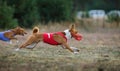 Coursing. Basenji dogs pursues the lure. Royalty Free Stock Photo