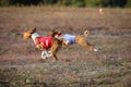 Coursing. Basenji dogs pursues the lure. Royalty Free Stock Photo