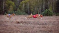 Coursing. Basenji dogs pursues the lure. Royalty Free Stock Photo