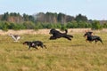 Coursing dogs training