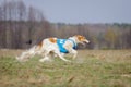 Coursing, passion and speed. Russkaya psovaya borzaya