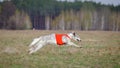 Coursing, passion and speed. Russkaya psovaya borzaya Royalty Free Stock Photo