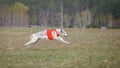 Coursing, passion and speed. Russkaya psovaya borzaya Royalty Free Stock Photo