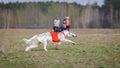 Coursing, passion and speed. Russkaya psovaya borzaya