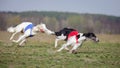 Coursing, passion and speed. Russkaya psovaya borzaya Royalty Free Stock Photo