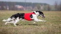 Coursing, passion and speed. Russkaya psovaya borzaya Royalty Free Stock Photo