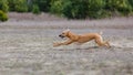 Coursing. Whippet dog running in the field Royalty Free Stock Photo