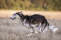 Coursing. The Race of Russkaya psovaya borzaya Royalty Free Stock Photo