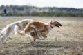 Coursing. The Race of Russkaya psovaya borzaya