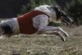 Coursing. The Race of Russkaya psovaya borzaya