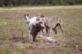 Coursing. Two whippet dogs at the finish with the bait Royalty Free Stock Photo