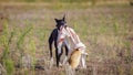 Coursing. Whippet dog catches the bait