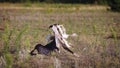 Coursing. Whippet dog catches the bait