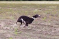 Coursing. Whippet dog running in the field Royalty Free Stock Photo