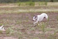 Coursing. Whippet dog running in the field Royalty Free Stock Photo