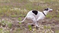 Coursing. Whippet dog running in the field Royalty Free Stock Photo