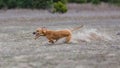 Coursing. Whippet dog running in the field Royalty Free Stock Photo