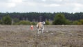 Coursing. Whippet dog running in the field Royalty Free Stock Photo