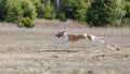 Coursing. Whippet dog running in the field Royalty Free Stock Photo