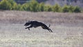 Coursing. Whippet dog running in the field Royalty Free Stock Photo