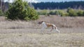 Coursing. Whippet dog running in the field Royalty Free Stock Photo