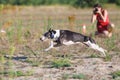 Coursing. Whippet dog running in the field Royalty Free Stock Photo