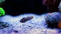 Court Jester Goby - Koumansetta rainfordi