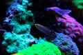 Court Jester Goby - Koumansetta rainfordi