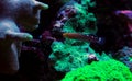 Court Jester Goby - Koumansetta rainfordi