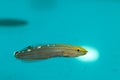 The Court Jester, Rainford''s, Old Glory Goby Royalty Free Stock Photo