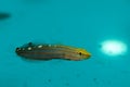 The Court Jester, Rainford's, Old Glory Goby Royalty Free Stock Photo